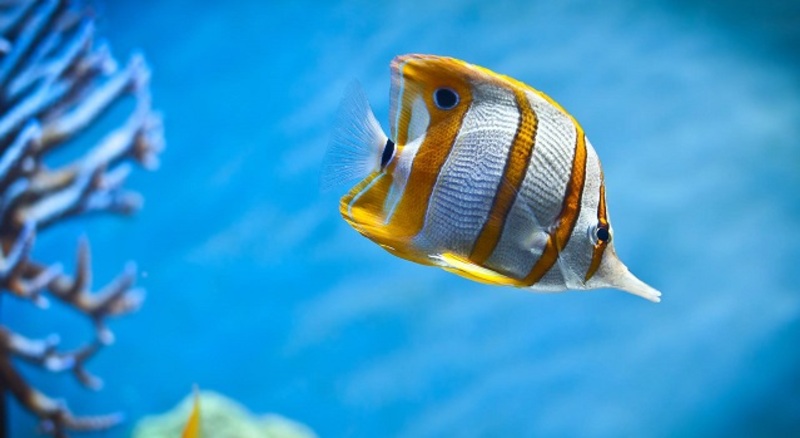 صور مدهشة لأجمل الأسماك الملونة